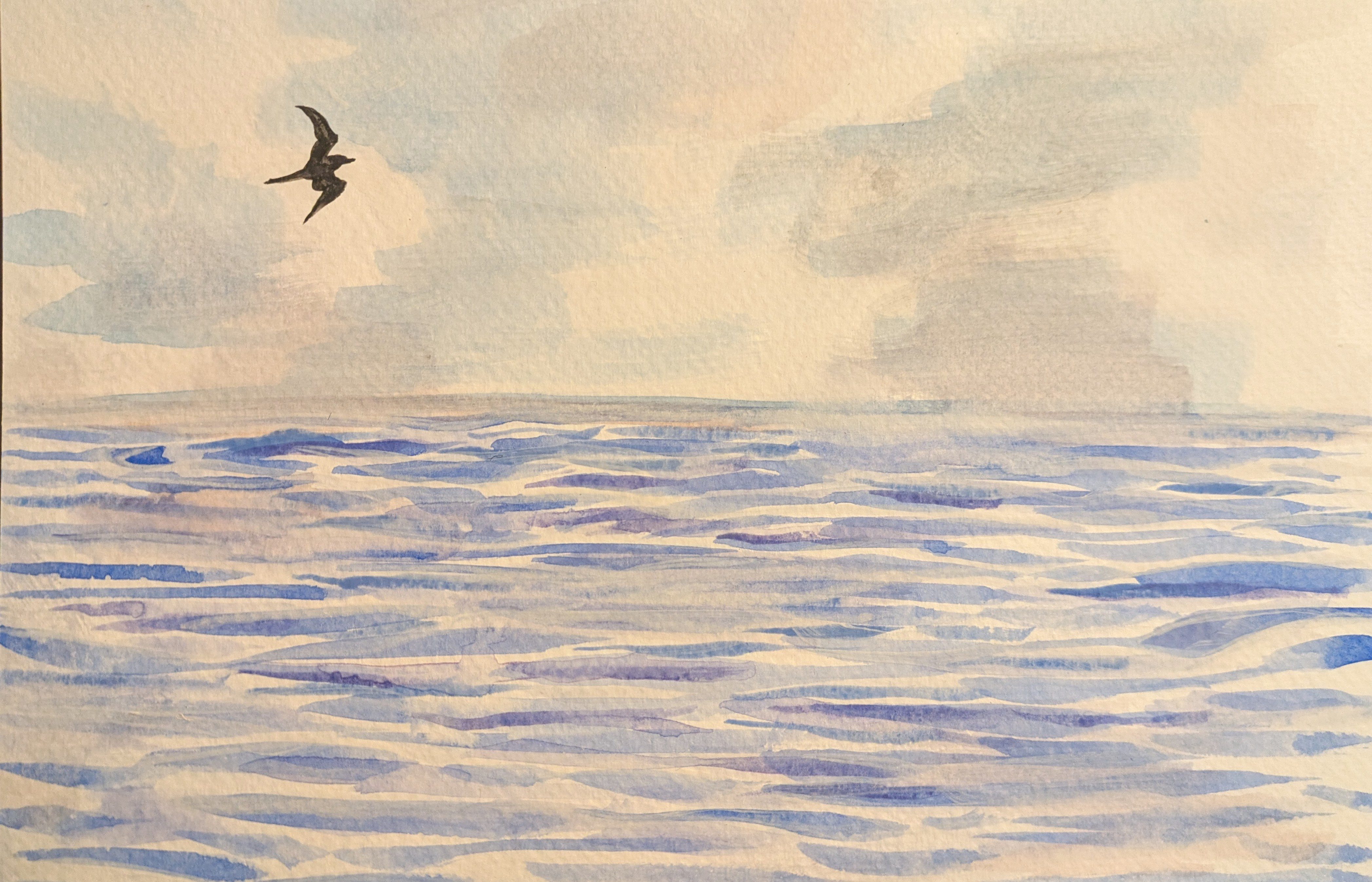 Pirate Bird at Sea